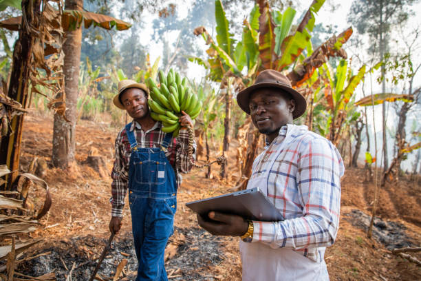 Ogwashi-Uku Agro Ventures